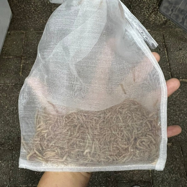 Tenebrio molitor (Mealworm)