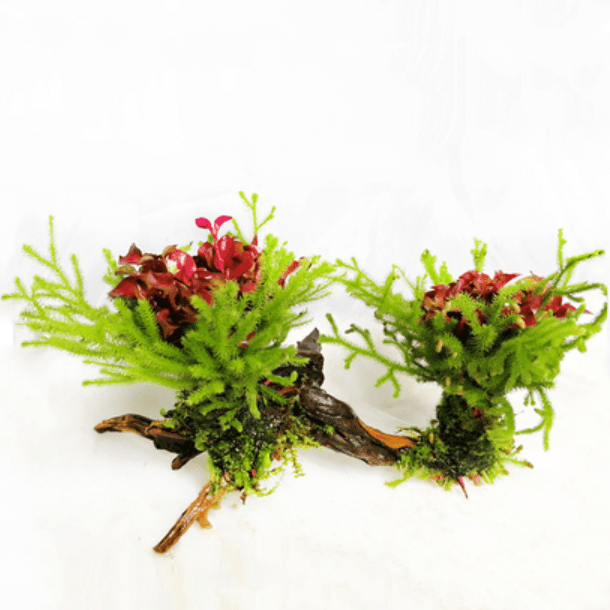 Alternanthera Bettzickiana Red & Riccia Fluitans on Driftwood