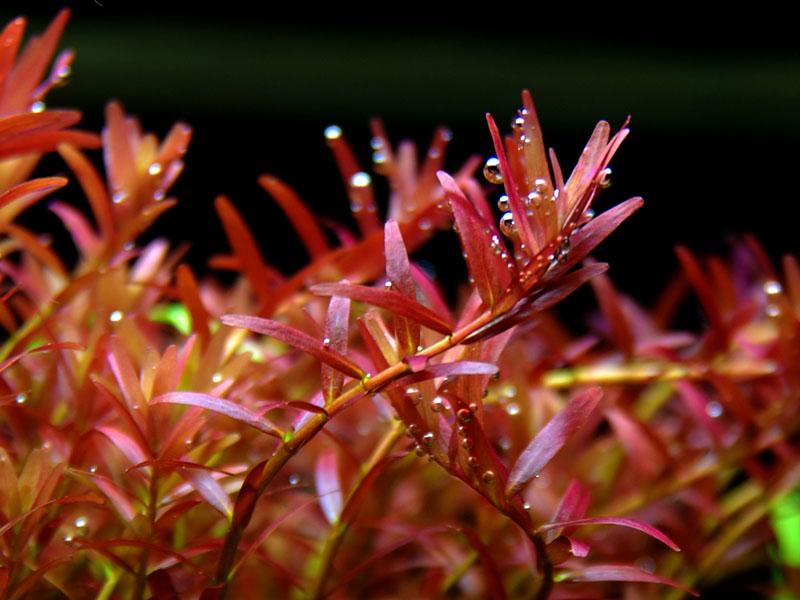 Rotala sp. Colorata