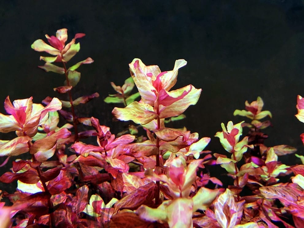 Rotala macrandra 'Variegated'