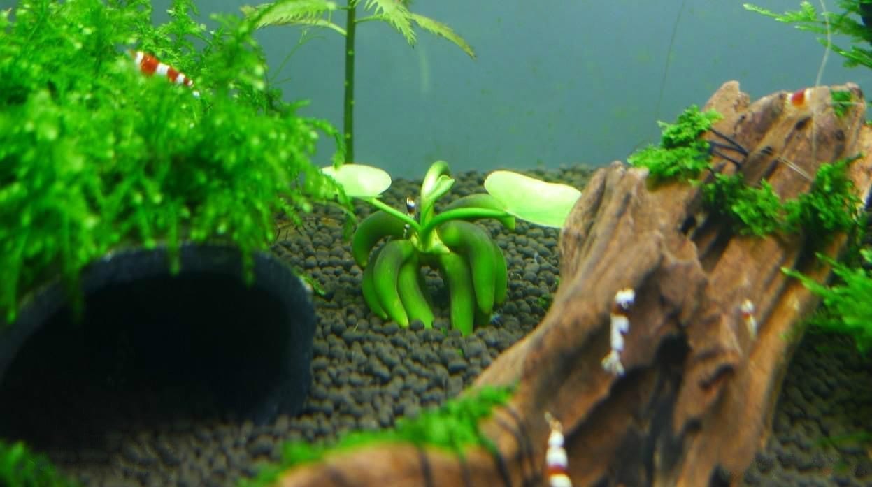 Banana Lily (Nymphoides aquatica)