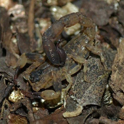 Chinese Swimming Scorpion (Lychas mucronatus)