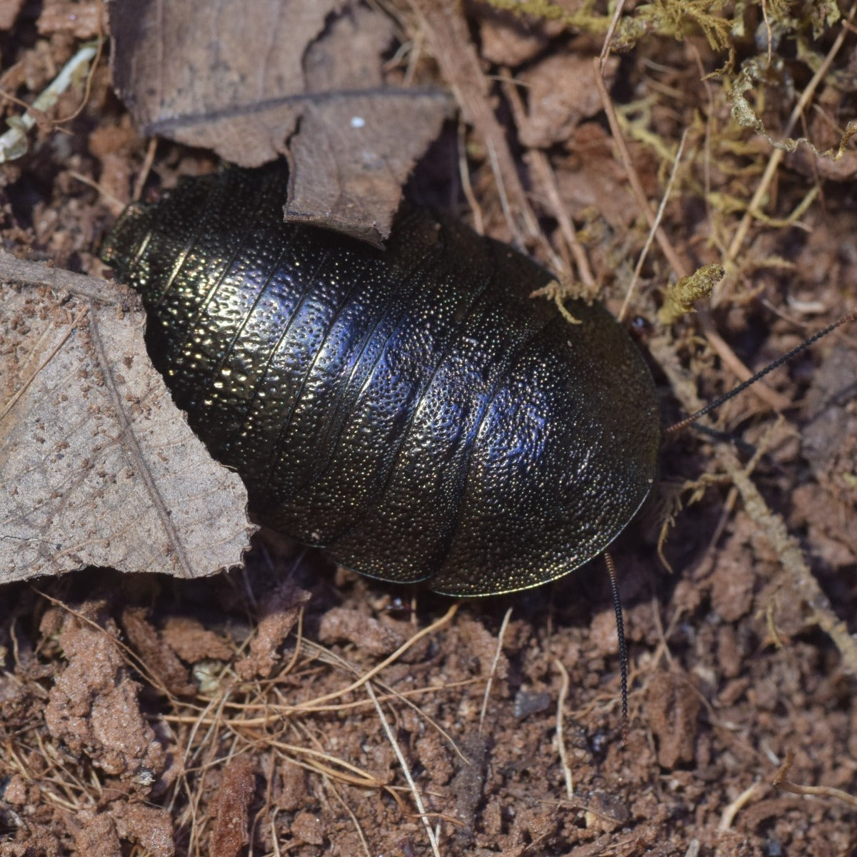 Corydidarum magnifica Copper Var.