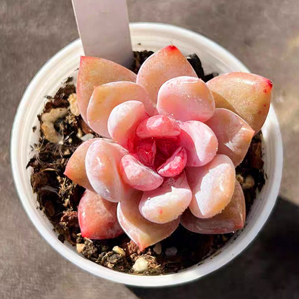 Echeveria 'Snow Angel'