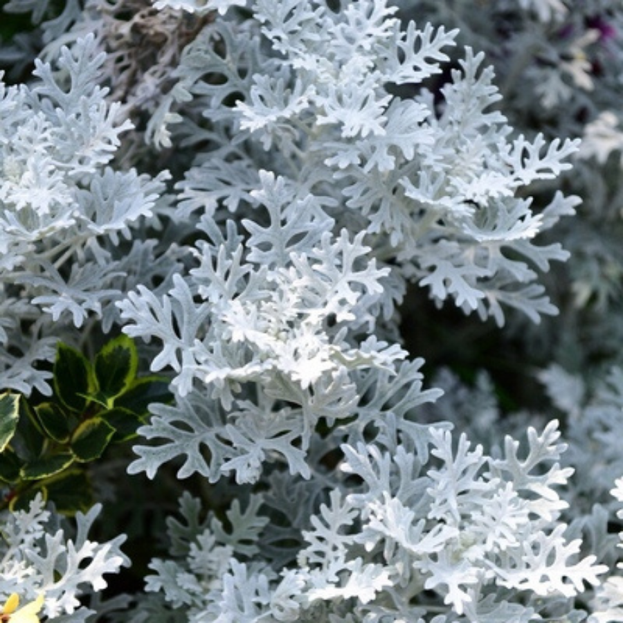 Senecio cineraria