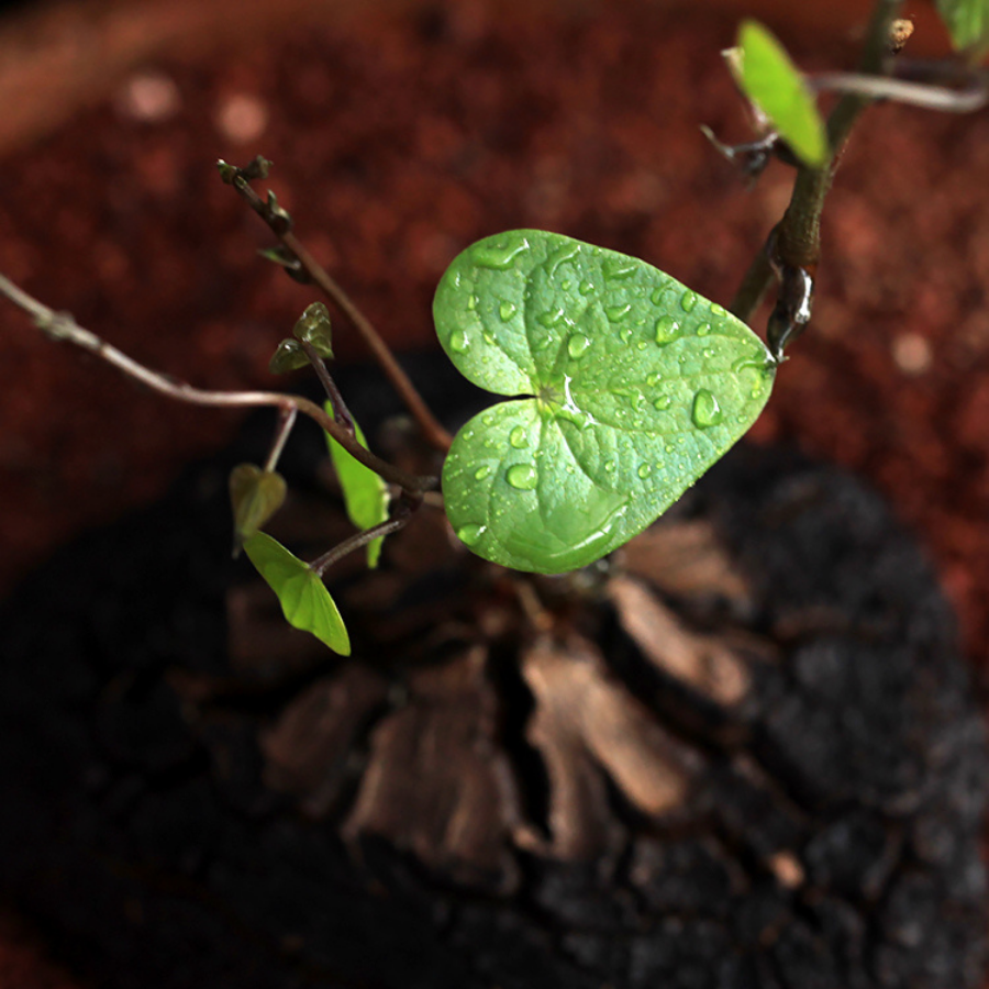 Dioscorea elephantipes (elephant's foot vine )