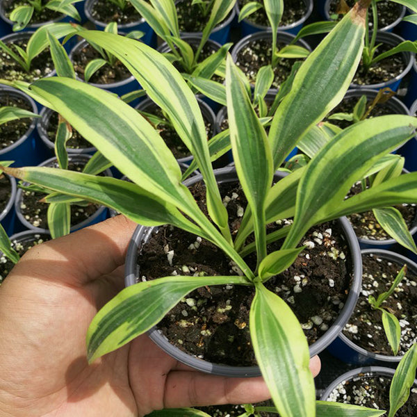 Lakeside Dragonfly Hosta