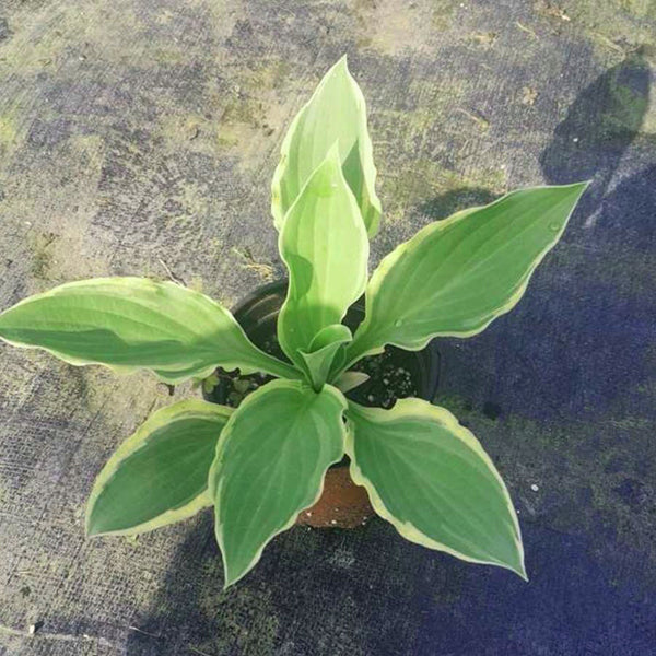 Hosta 'Sharp shooter'