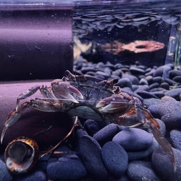 Pepper crabs (Hemigrapsus penicillatus)
