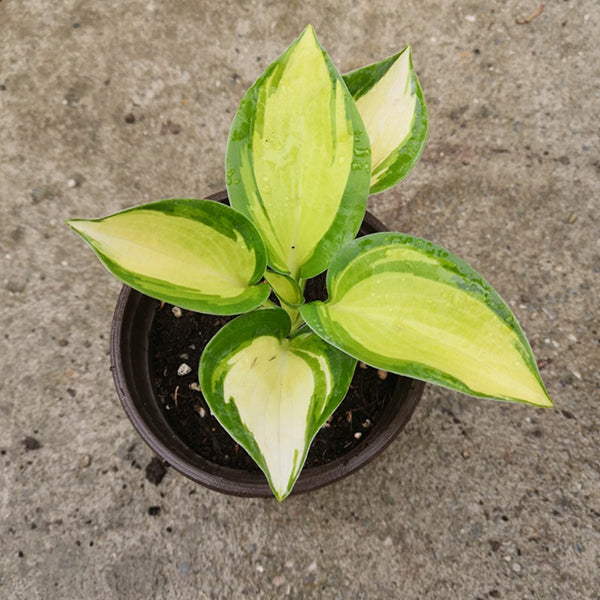 Hosta ‘Great expectations'