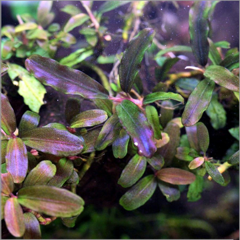 Bucephalandra sp. 