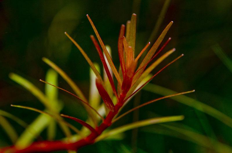 Rotala sp. Colorata