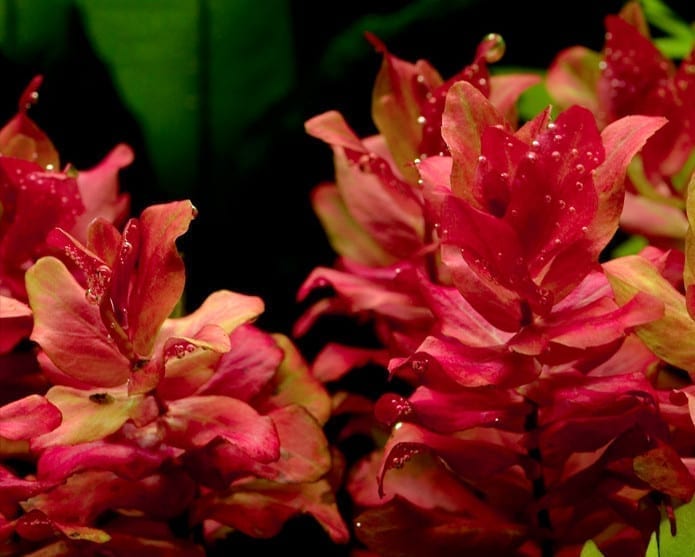 Rotala macrandra 'Variegated'