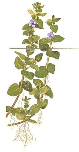 Mint Bacopa (Bacopa caroliniana)