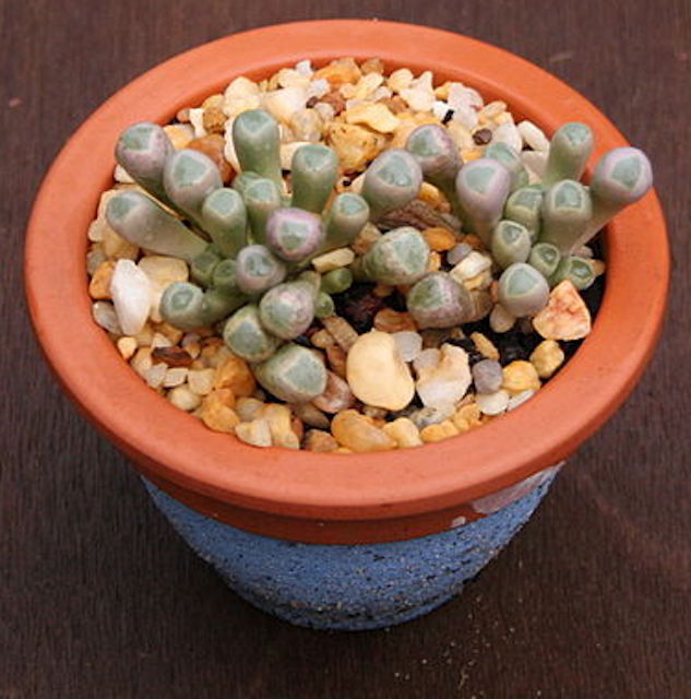 Baby toes (Fenestraria aurantiaca)