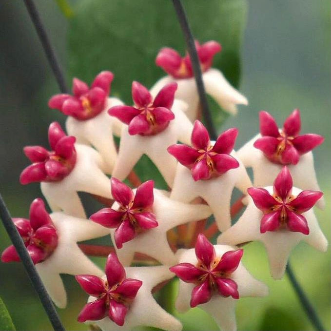 Hoya cv. patricia