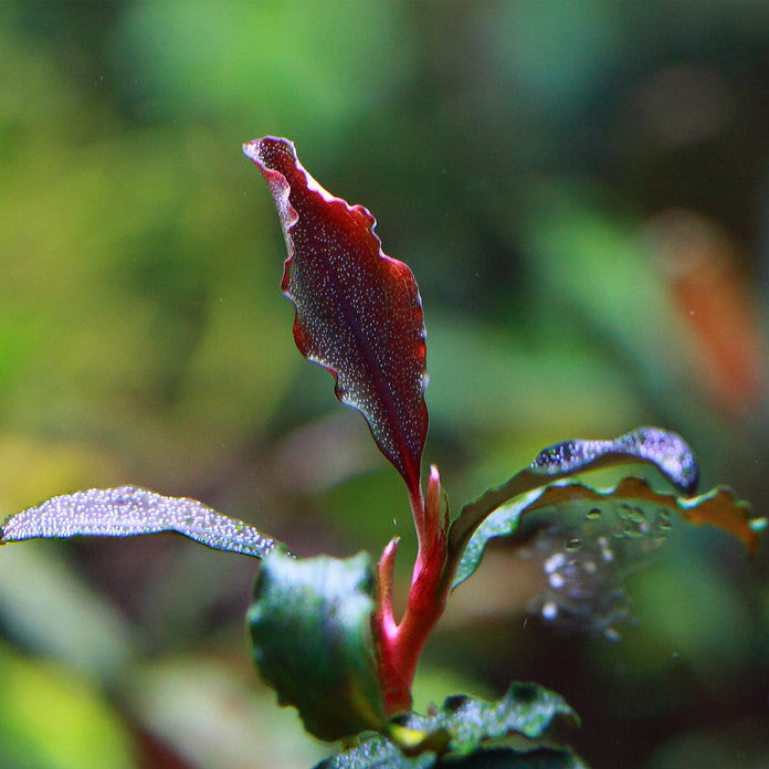 Bucephalandra sp. 'Brownie Ghost X'