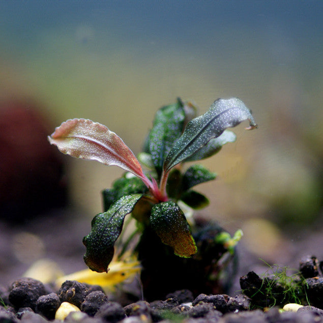 Bucephalandra tricolor KN