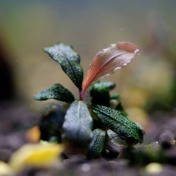 Bucephalandra tricolor KN