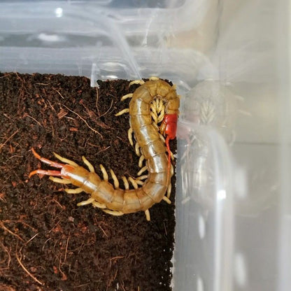 Chinese Red Head Centipede (Scolopendra mutilans var. white)