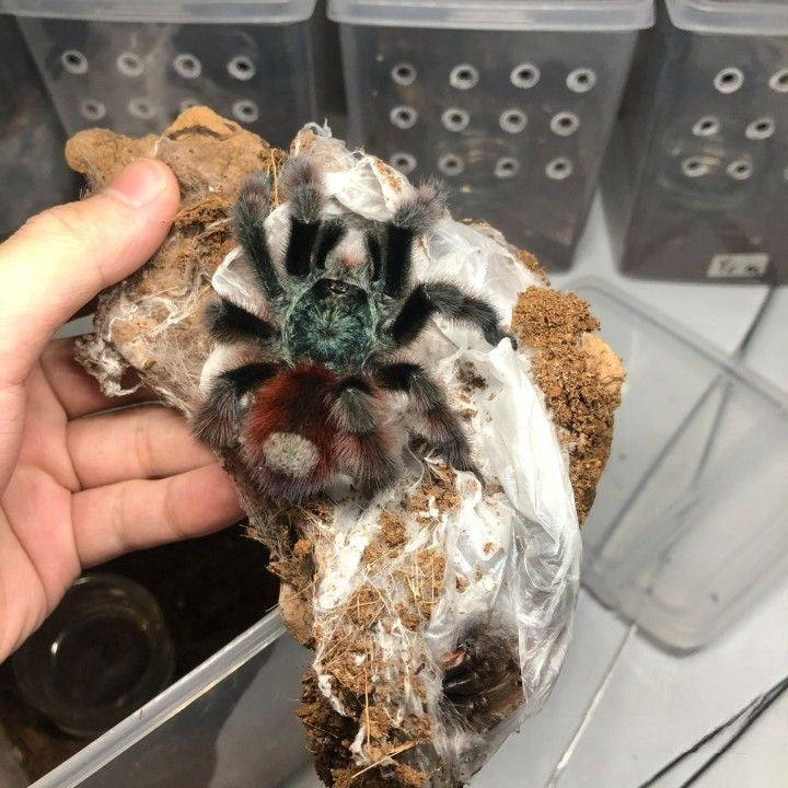 Antilles Pinktoe Tarantula (Caribena versicolor)