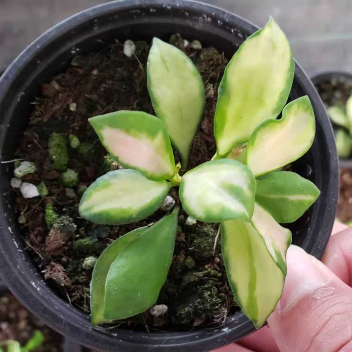 Hoya heuschkeliana variegata