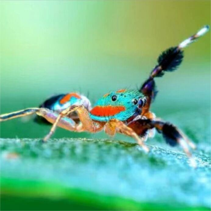 Chinese Jumping Spider (Siler cupreus)