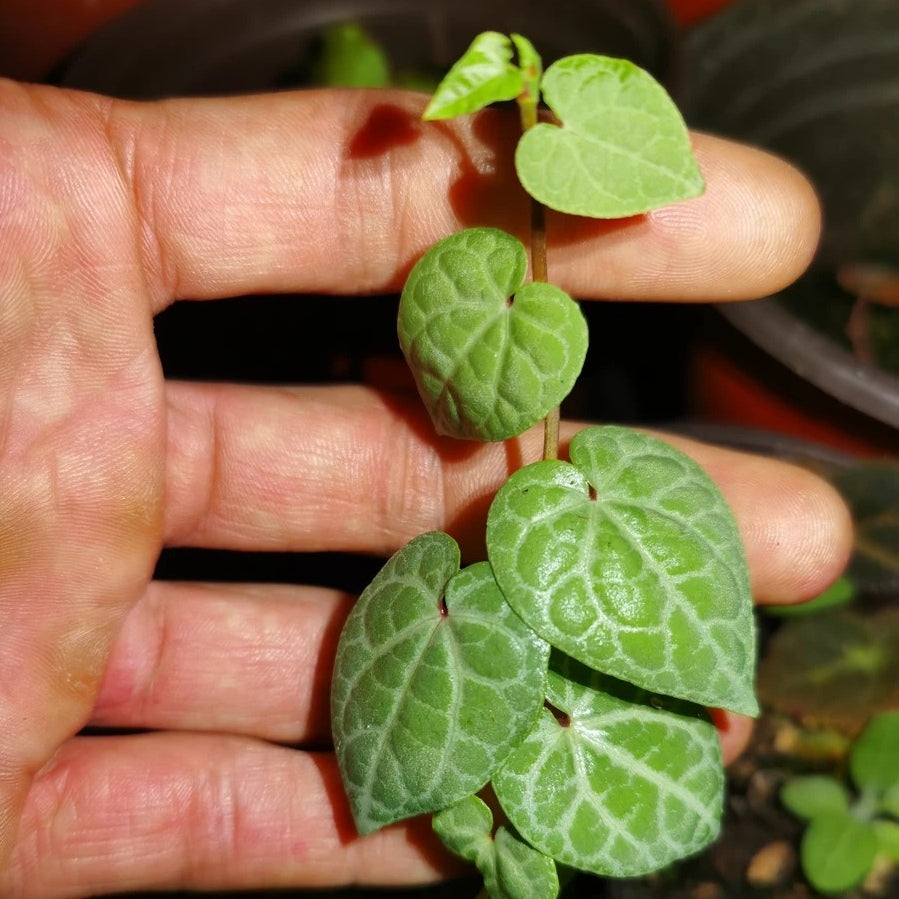 Shingle Plant ( Rhaphidophora cryptantha )