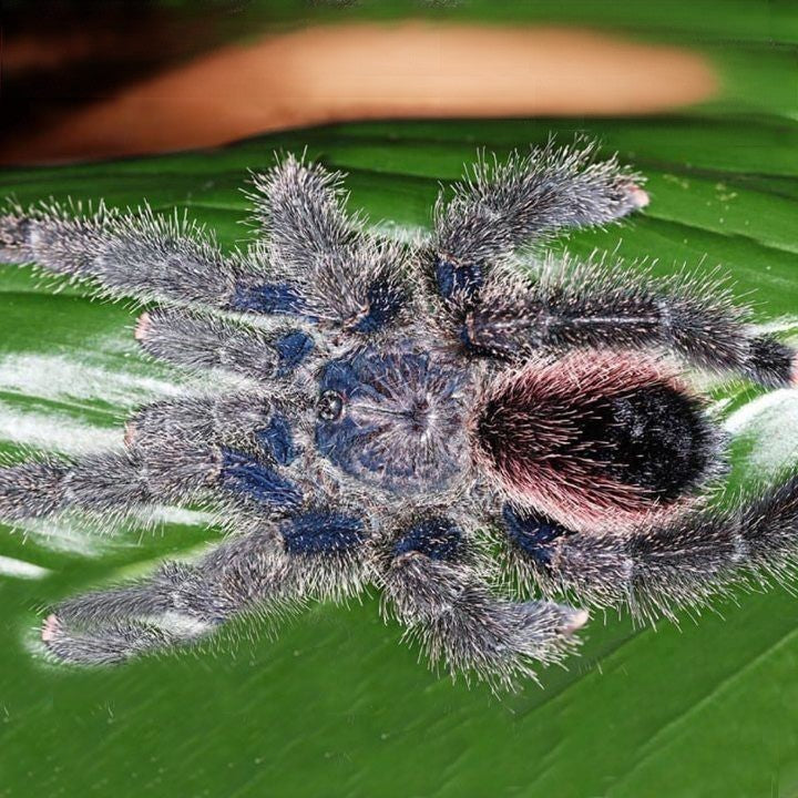 Peruvian purple pinktoe tarantula (Avicularia juruensis)