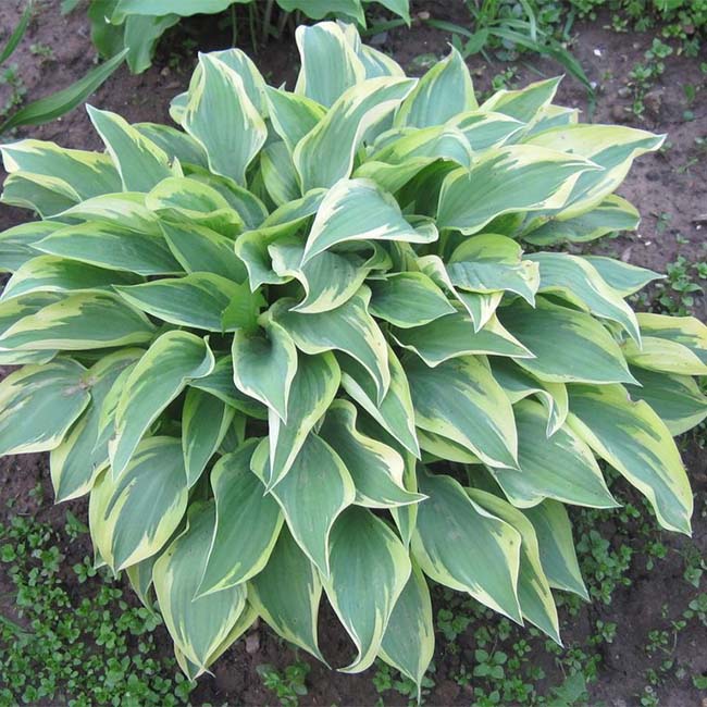 Angelique Hosta