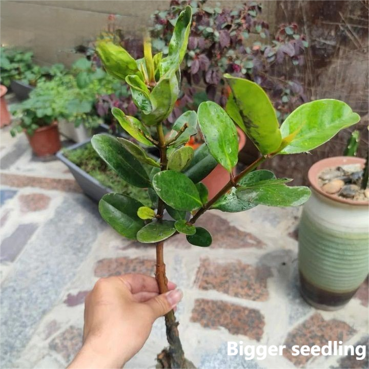 Red Mangrove Plants ( Kandelia candel )
