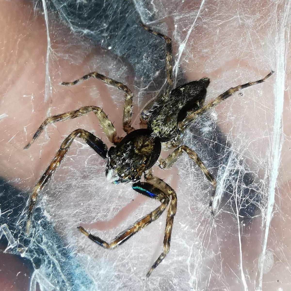 Jumping Spider (Spartaeus sp.)