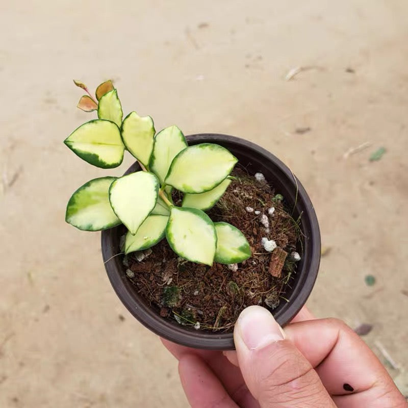 Hoya heuschkeliana variegata