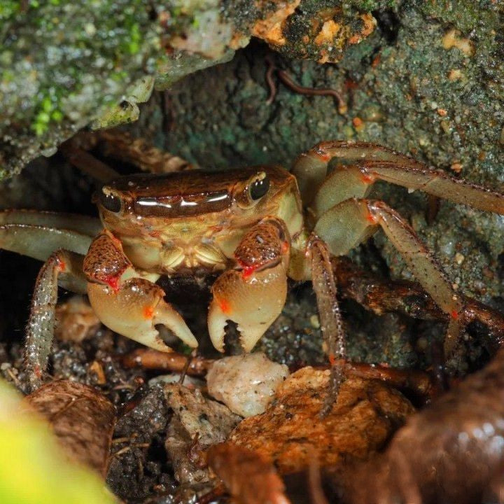 RivoGeo Chiromantes Haematocheir Crab (Chiromantes haematocheir)