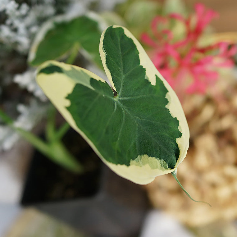 Xanthosoma Sagittifolium ' Variegatum Monstrosum '