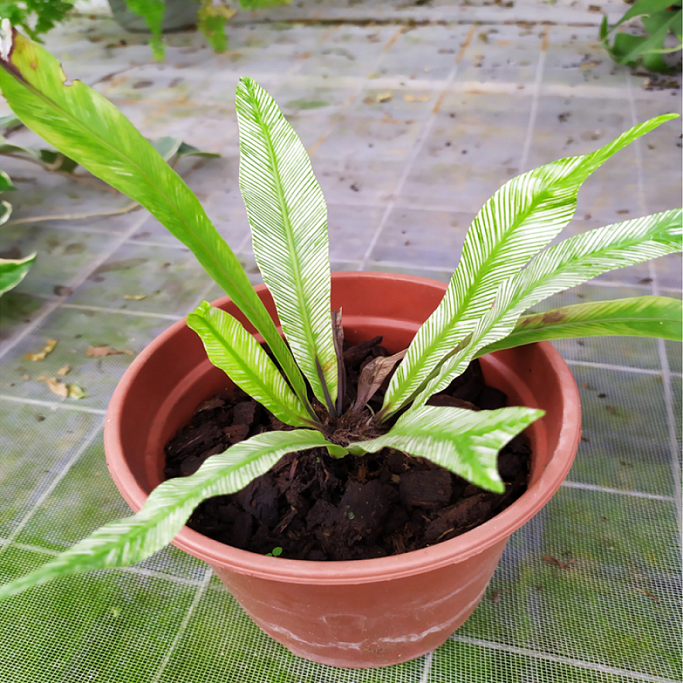 Bird Nest Fern Variegated (Asplenium nidus variegated)