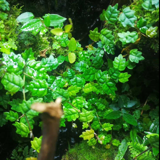 Climbing Vine 'Quercifo' (Marcgravia spp.)