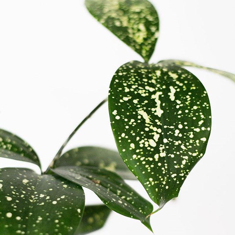 Dracaena Surculosa ( Florida beauty )
