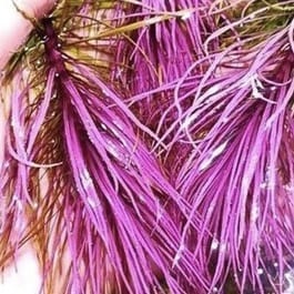 Eusteralis Stellata Octopus (Pogostemon stellatus)