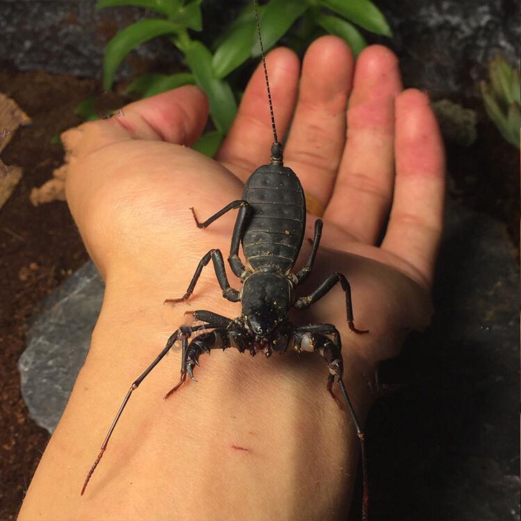 Giant Whip Scorpion (Mastigoproctus giganteus)