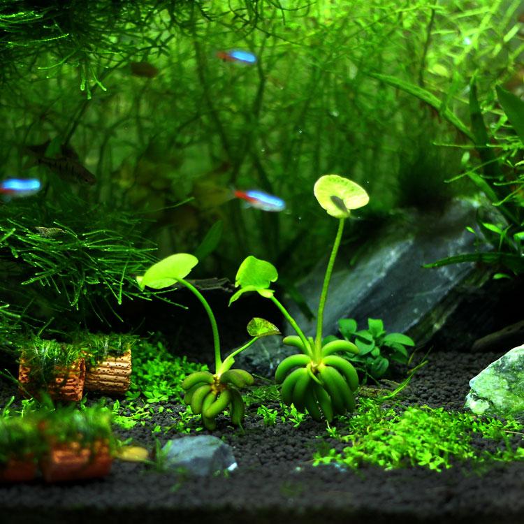 Banana Lily (Nymphoides aquatica)