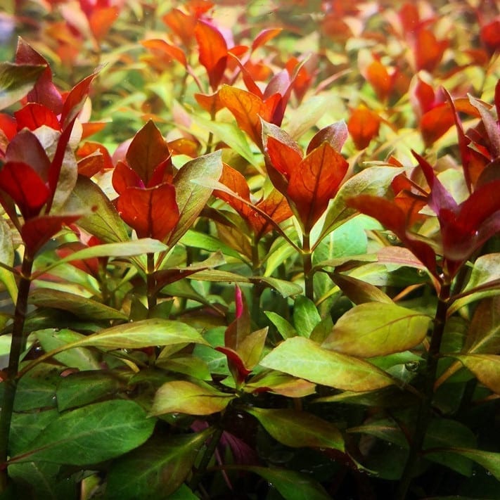 Ludwigia sp. Weinrot (Ludwigia repens rubin)