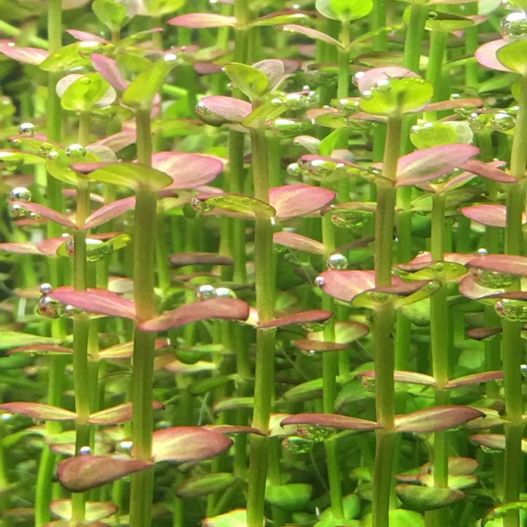 Lindernia sp. ‘India’ (Indian lindernia)