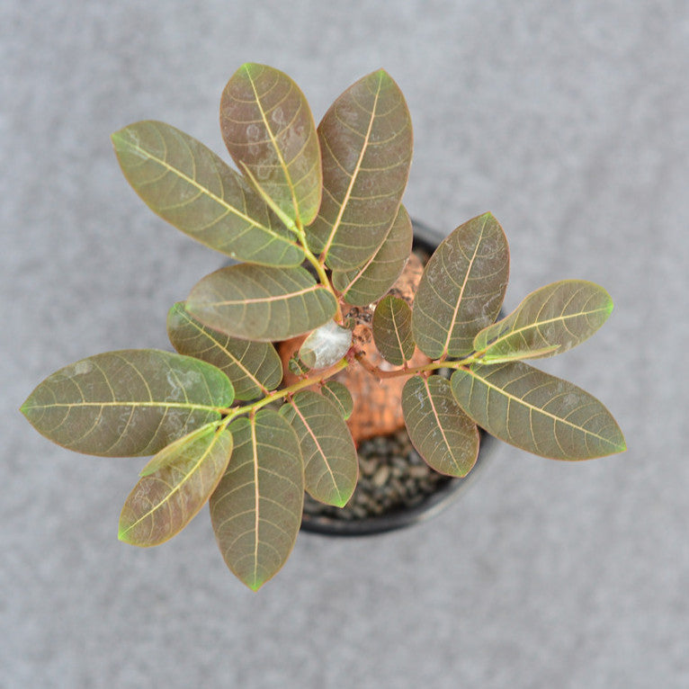 Phyllanthus Mirabilis ( Phyllanthaceae )