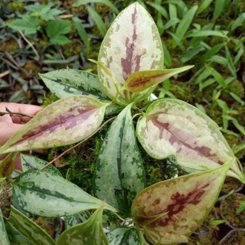 Smilax china sp.