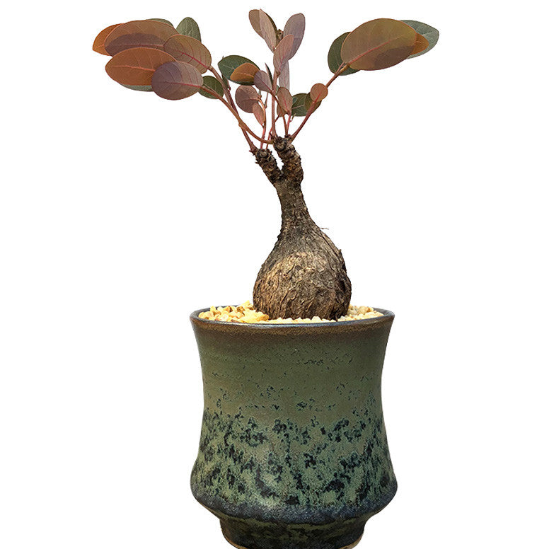 Phyllanthus Mirabilis ( Phyllanthaceae )