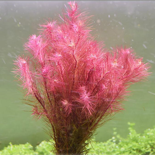 Rotala wallichii