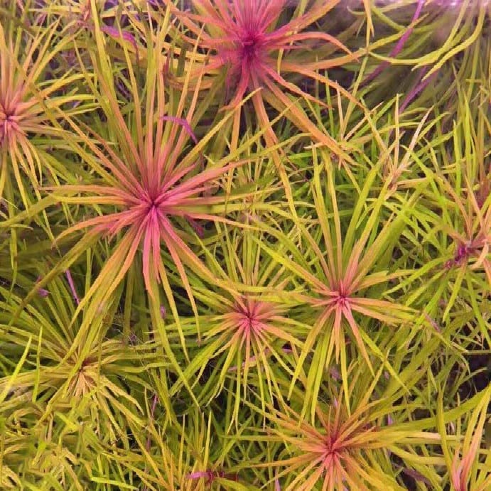 Eusteralis Stellata Octopus (Pogostemon stellatus)