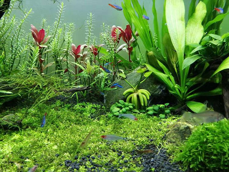 Banana Lily (Nymphoides aquatica)