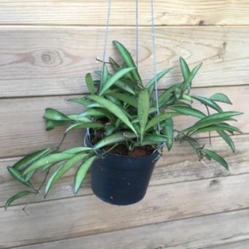 Hoya wayetii